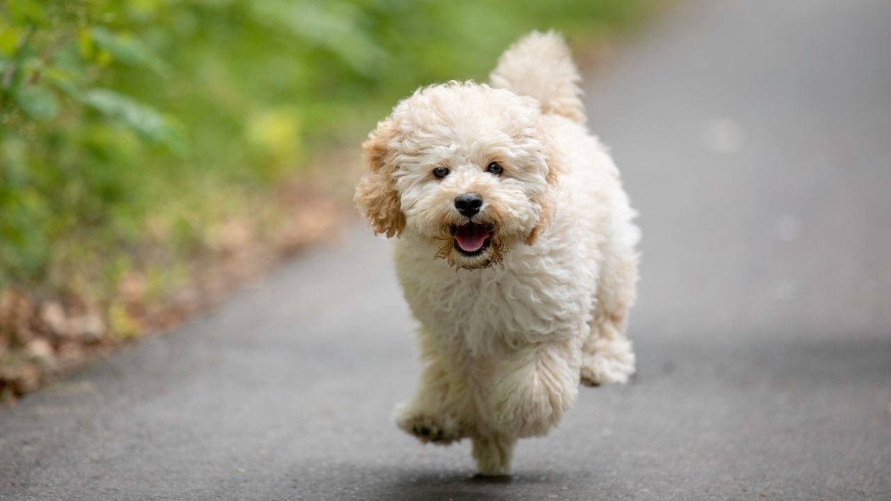 Maltipoo koşuyor