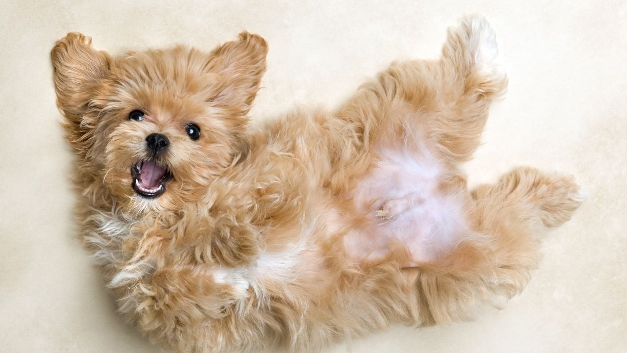 Maltipoo yerde yatıyor