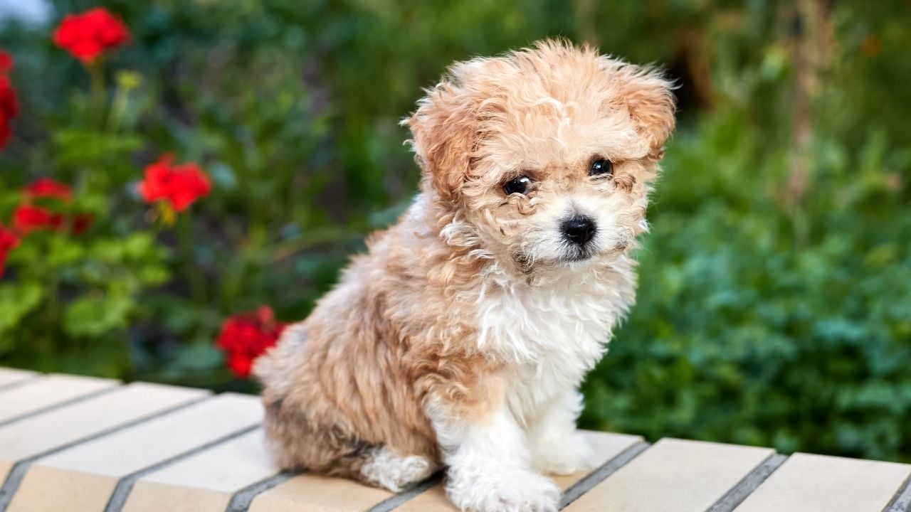 Maltipoo bahçede oturuyor