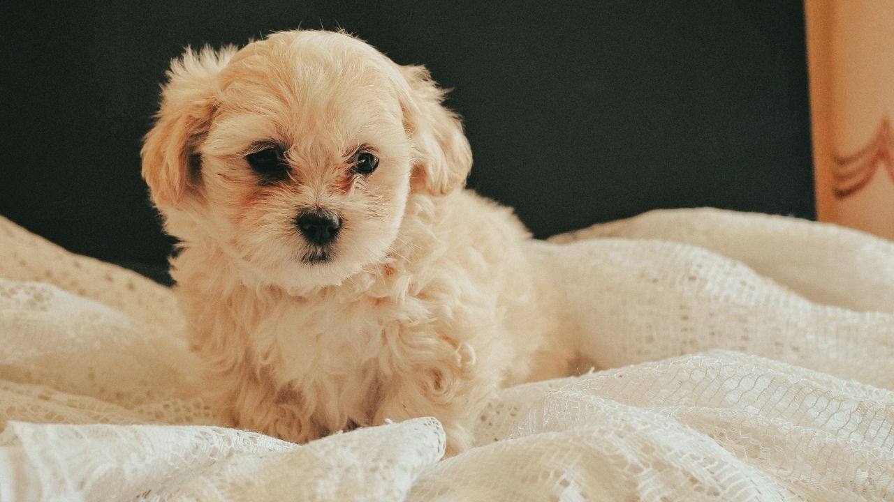Maltipoo yatakta oturuyor
