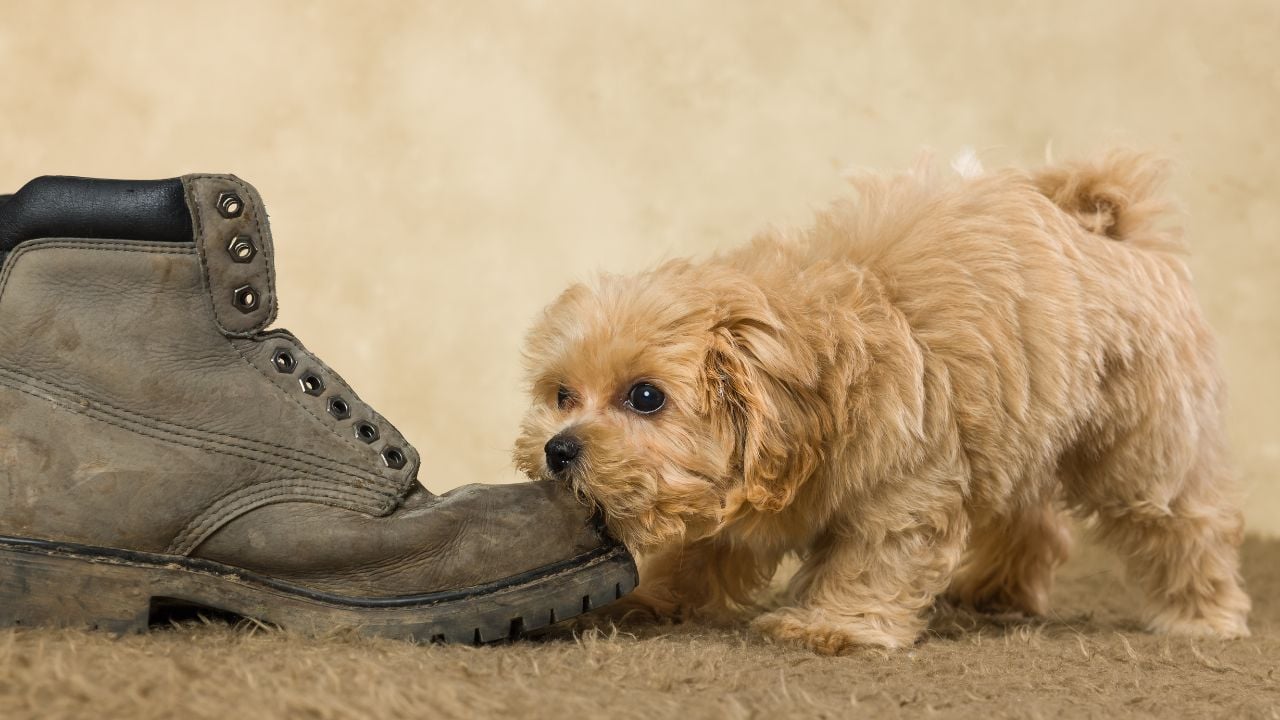 Maltipoo ayakkabı ısırırken