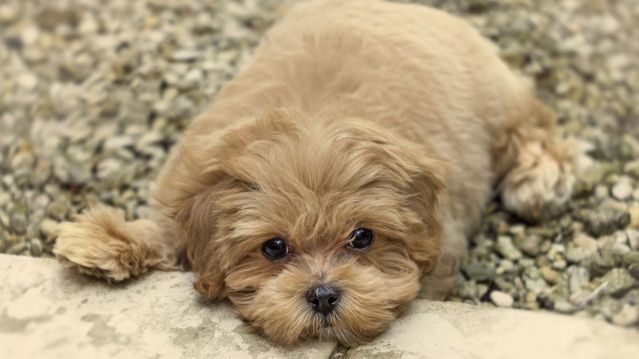 Maltipoo yerde yatıyor