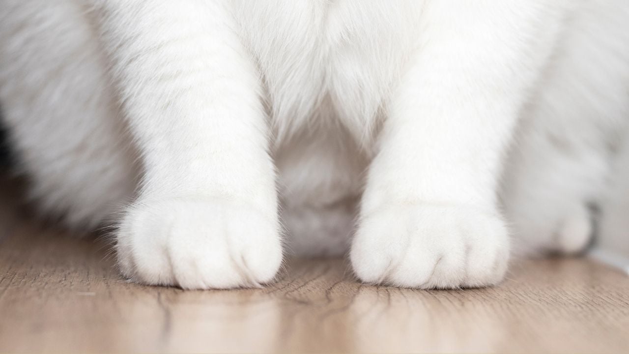 beyaz kedi patileri