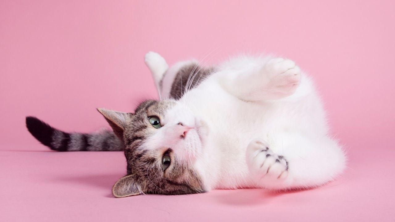 kedi yerde yatıyor