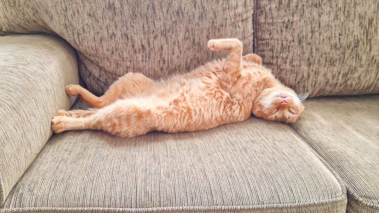 sarı kedi geriniyor