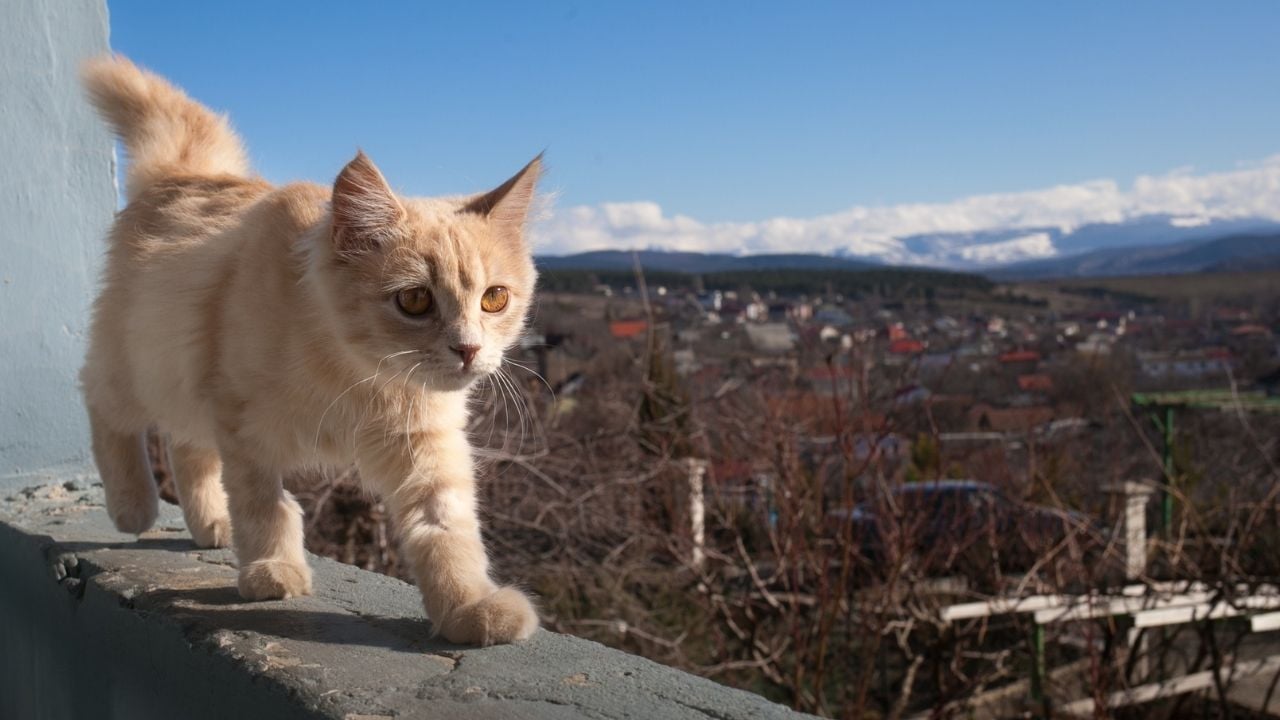 balkon kenarında yürüyen sarı yavru kedi
