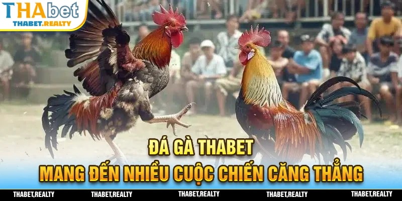 Đá Gà THABET – Trải Nghiệm Đấu Trường Chọi Kê Top Đầu 2025