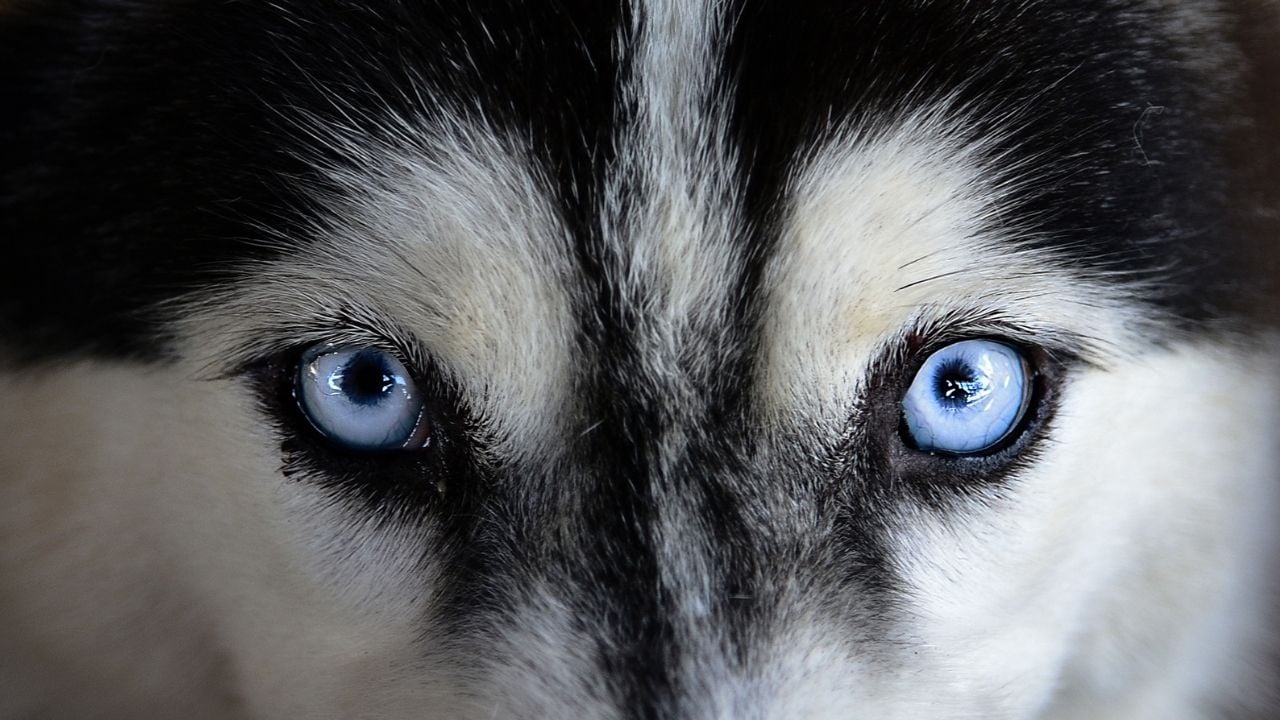 köpeğin mavi gözleri