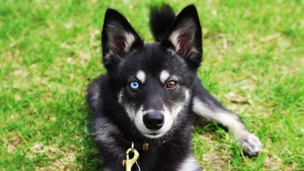 Alaska Klee Kai tek gözü mavi