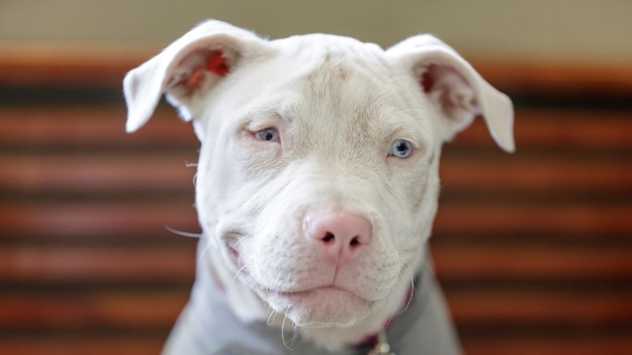 Amerikan Pitbull Terrier mavi gözlü