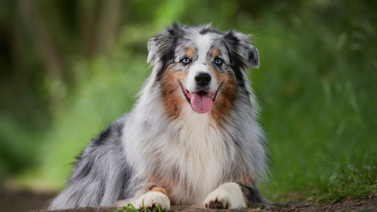 mavi gözlü Avustralya Çoban Köpeği