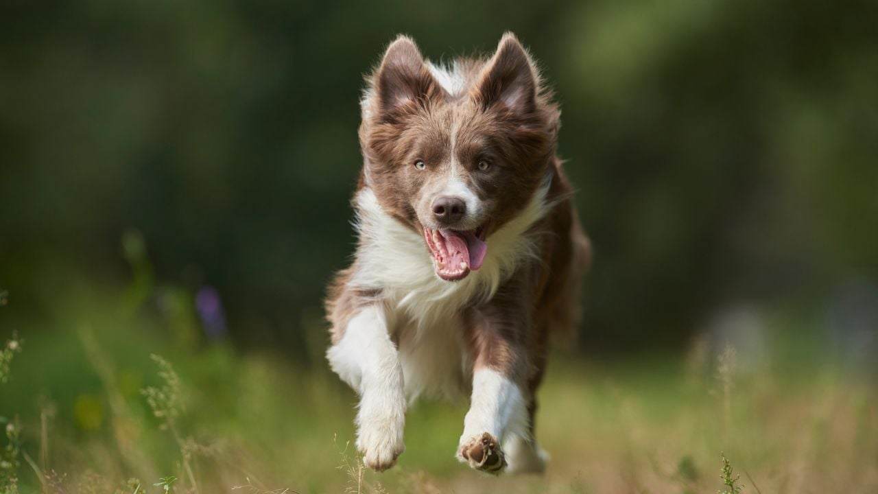 mavi gözlü Border Collie