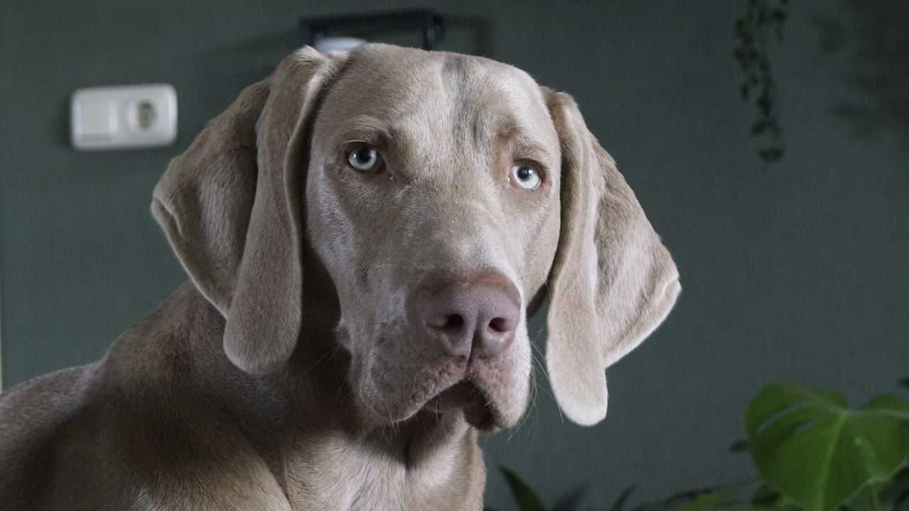 mavi gözlü Weimaraner