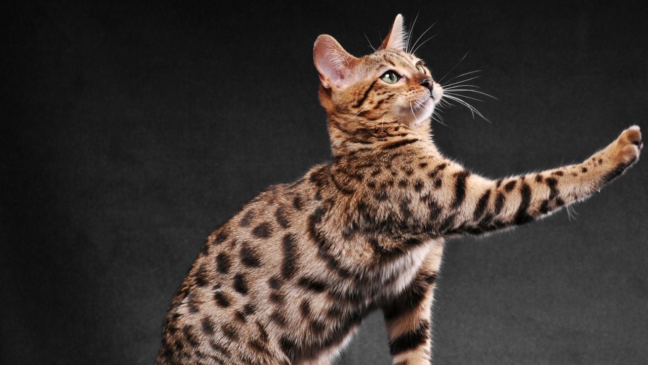Bengal Kedisi patisini kaldırmış