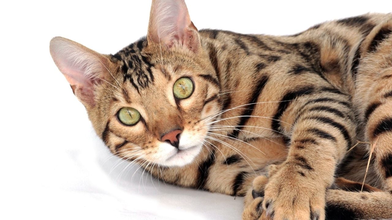 yeşil gözlü Bengal Kedisi