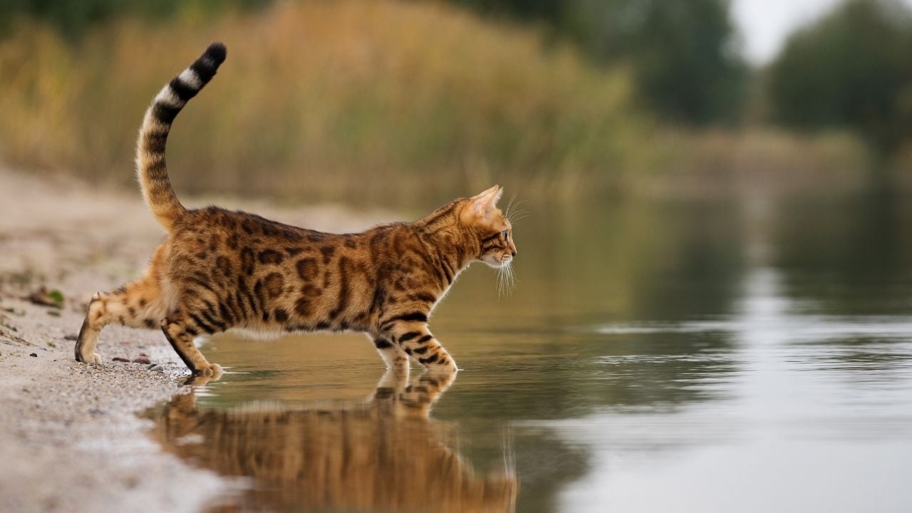 Bengal Kedisi suda