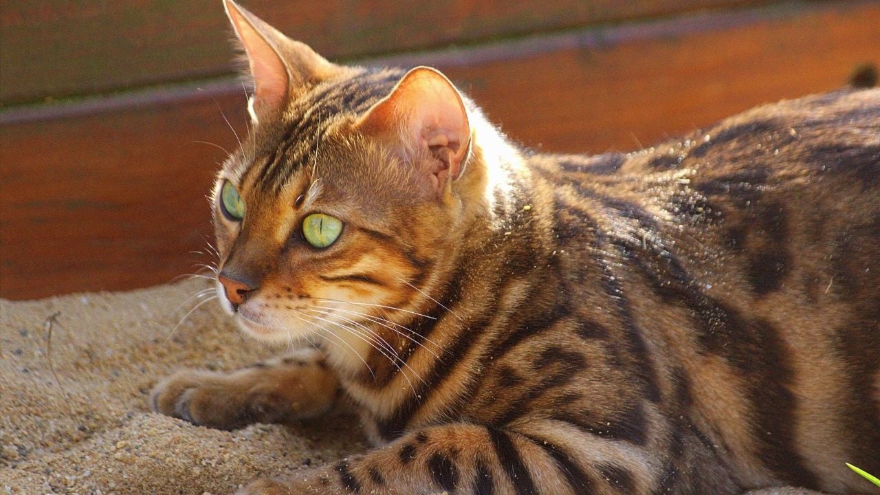 Bengal Kedisi yatıyor