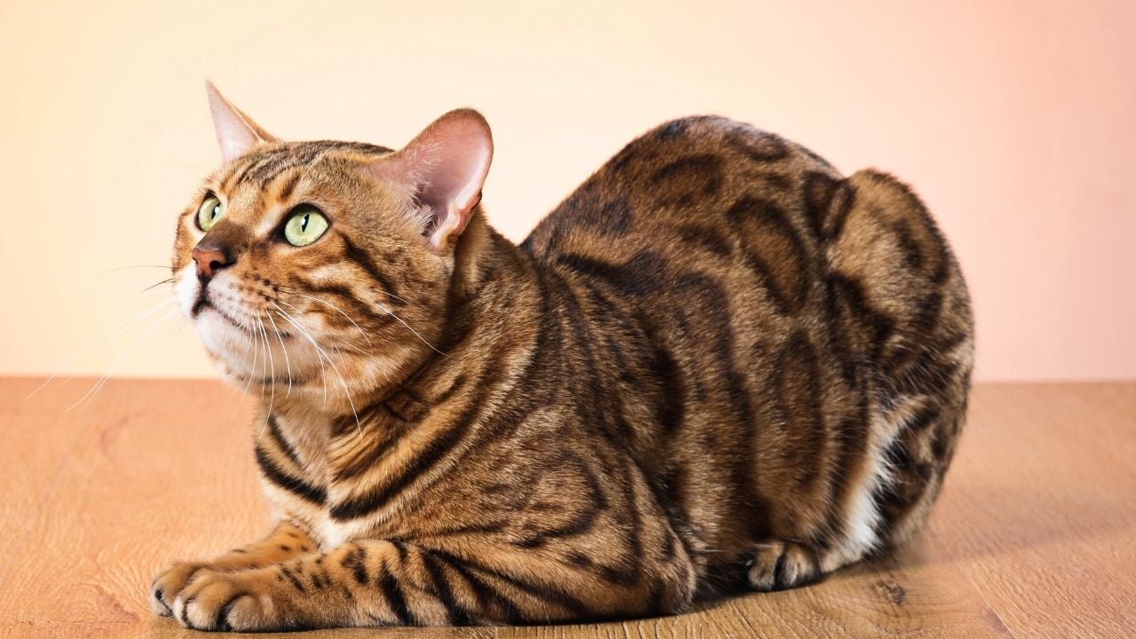 Bengal Kedisi yerde oturuyor