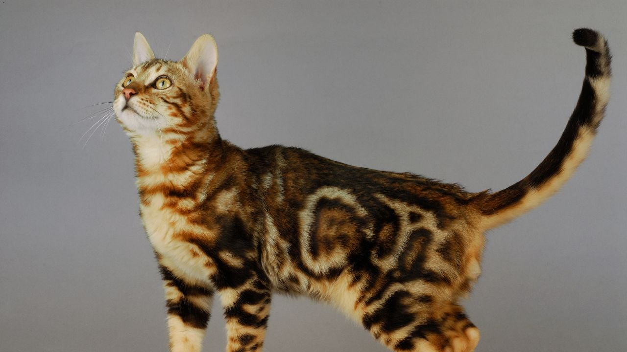 Bengal Kedisi gri arka planda