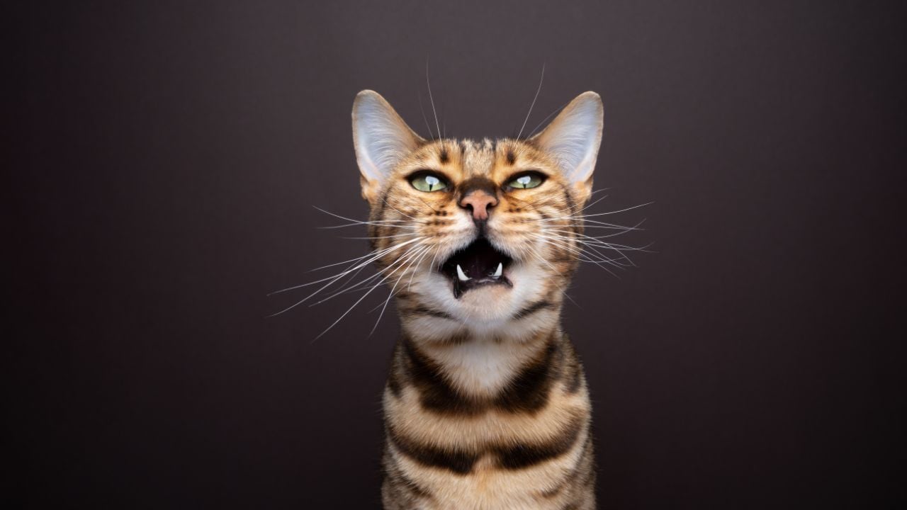 ağzı açık Bengal Kedisi