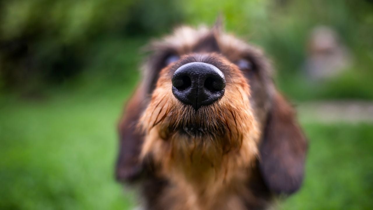 kahverengi sevimli köpek ve burnu