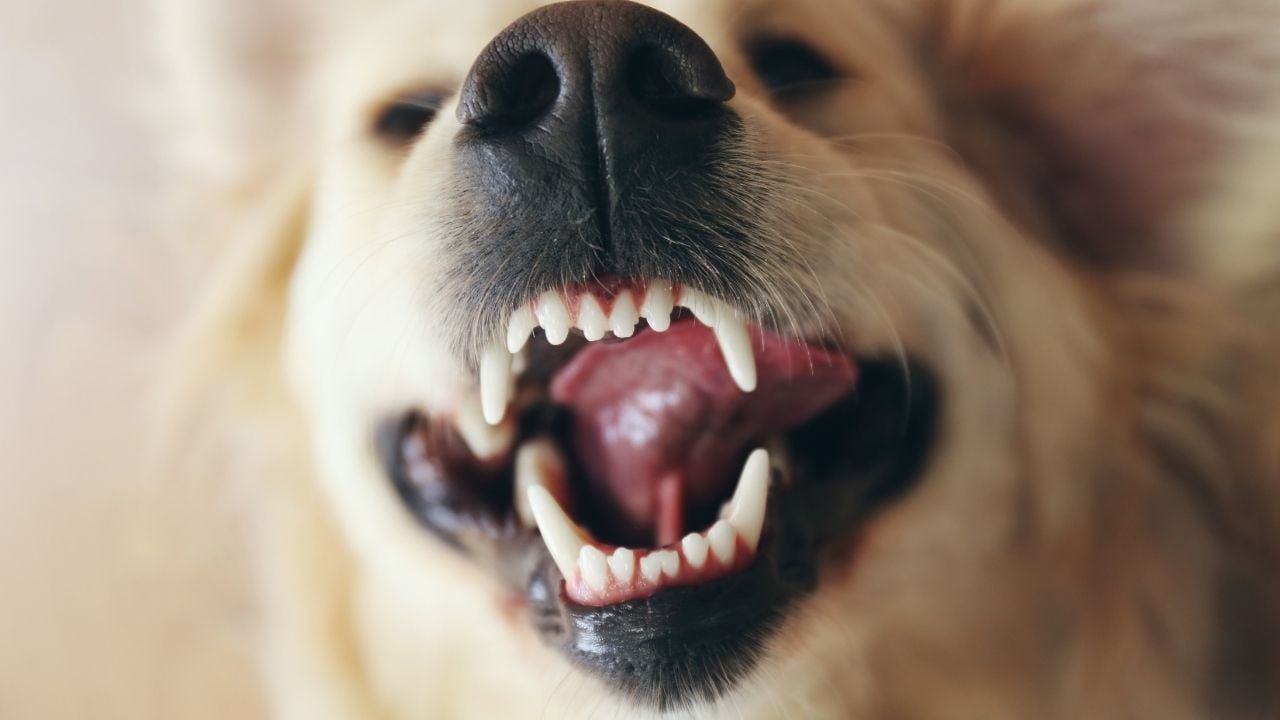 köpeğin dişleri