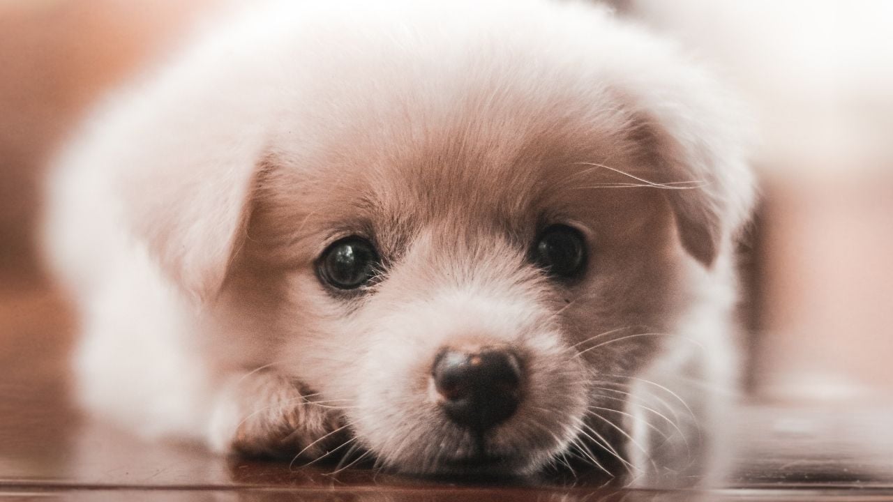 hasta bir yavru köpek