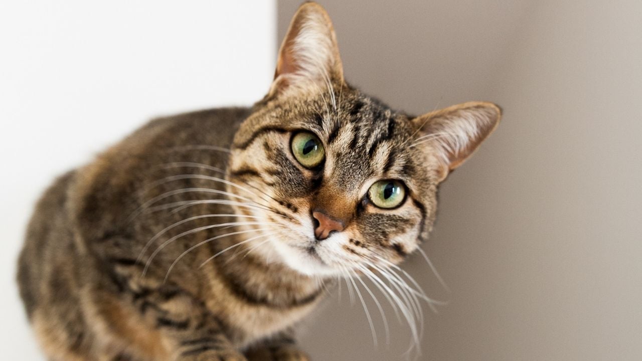 yeşil gözlü tekir kedi