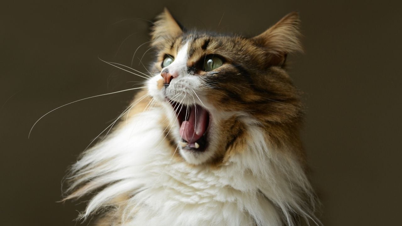 ağzı açık sevimli kedi