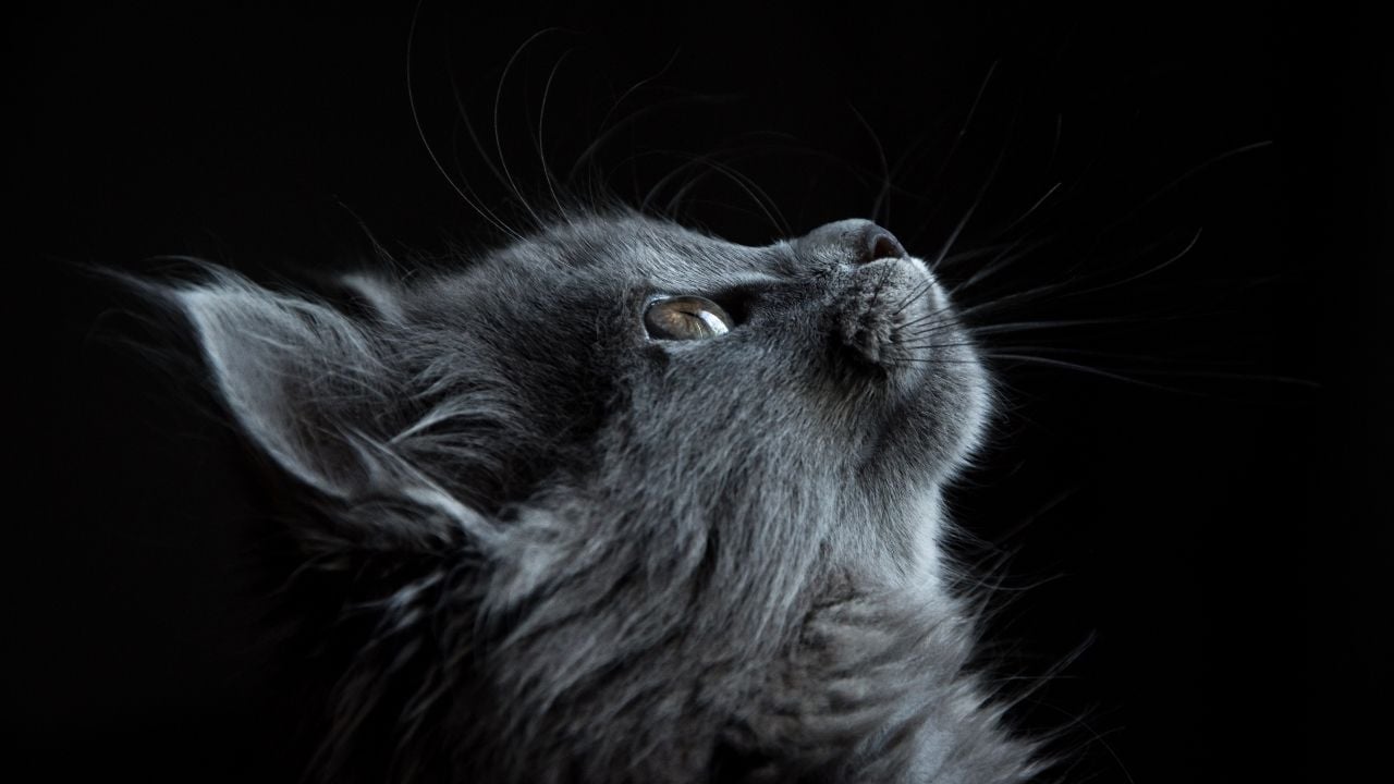 gri bir kedi