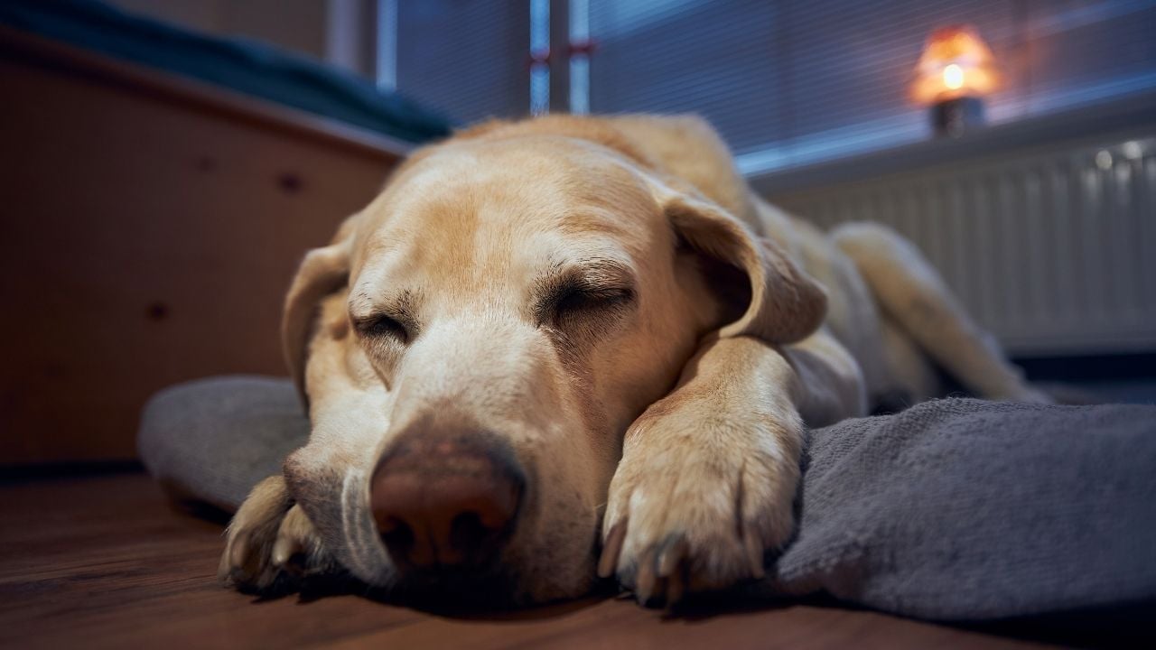 evde tek uyuyan köpek