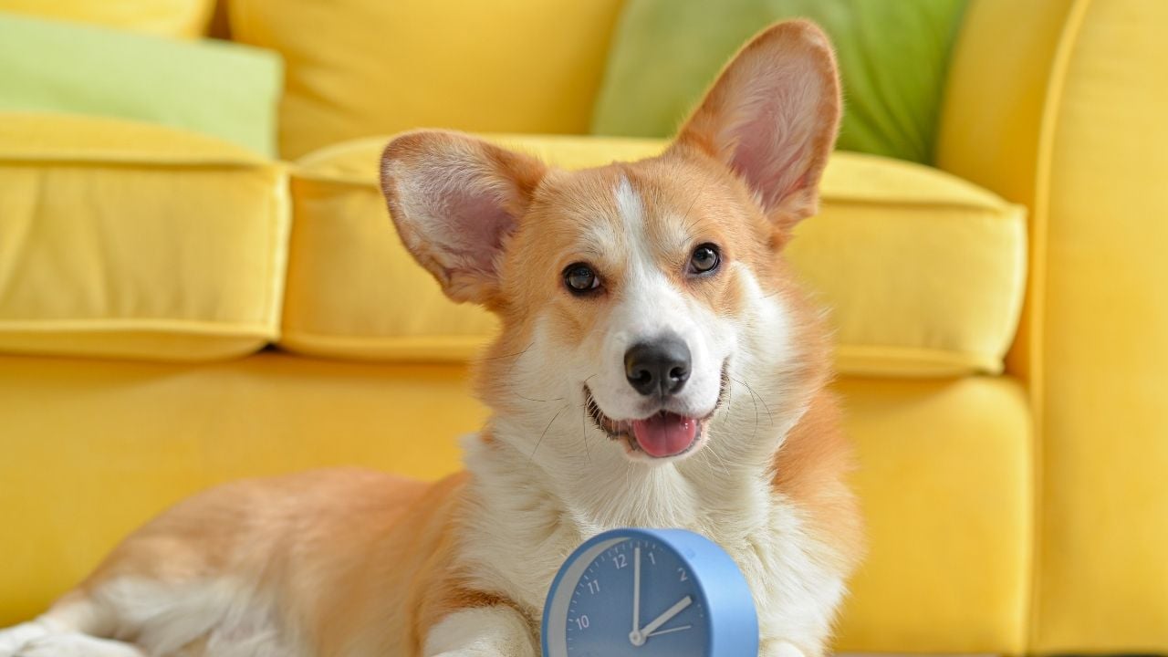 corgi evde tek başına