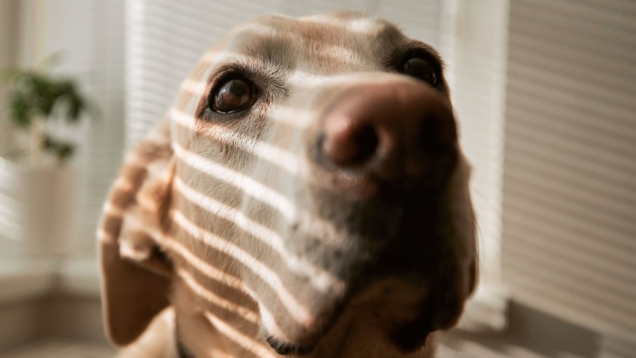 sevimli köpek evde