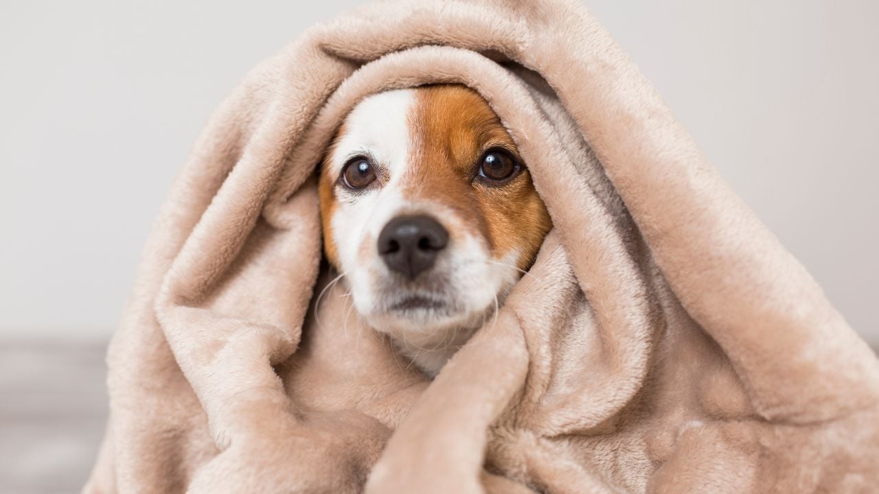 battaniye altında bir köpek