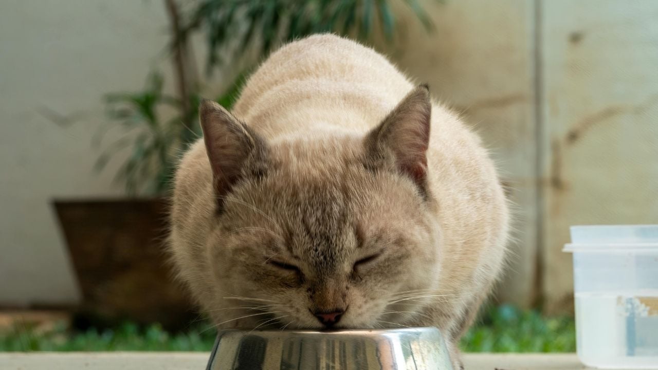 mama kabından mama yiyen kedi