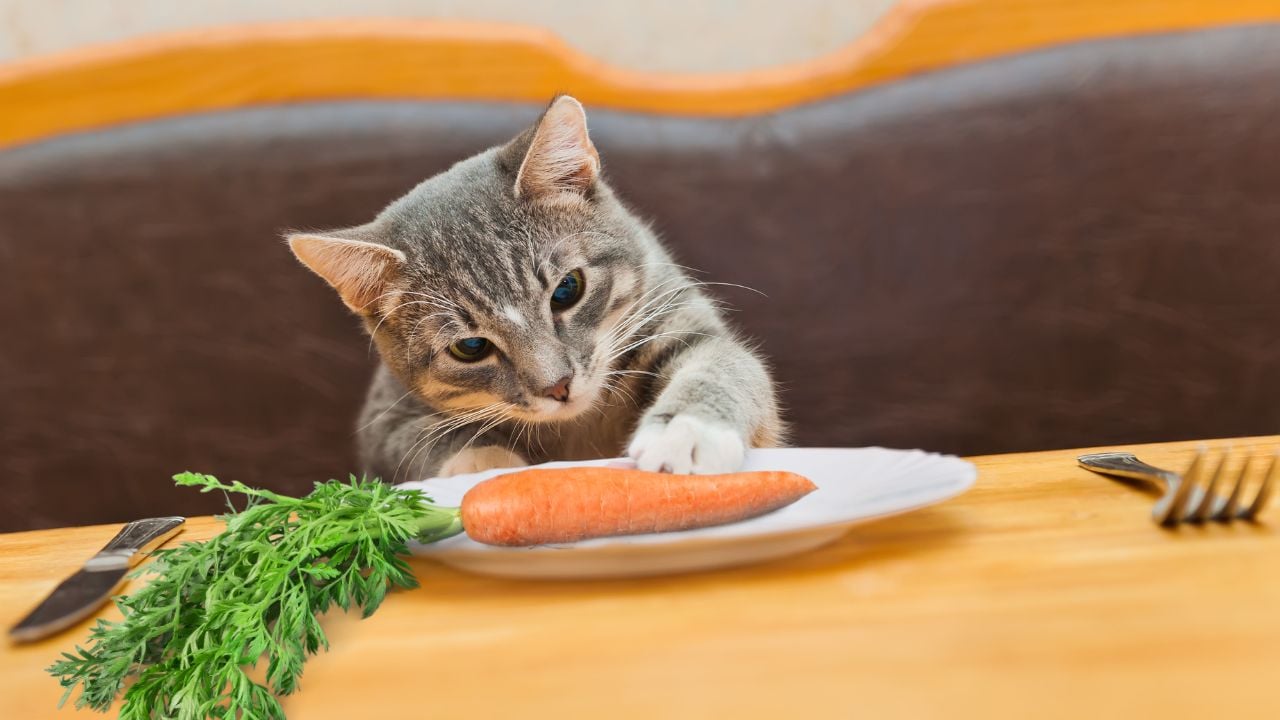 kedi havuca uzanıyor