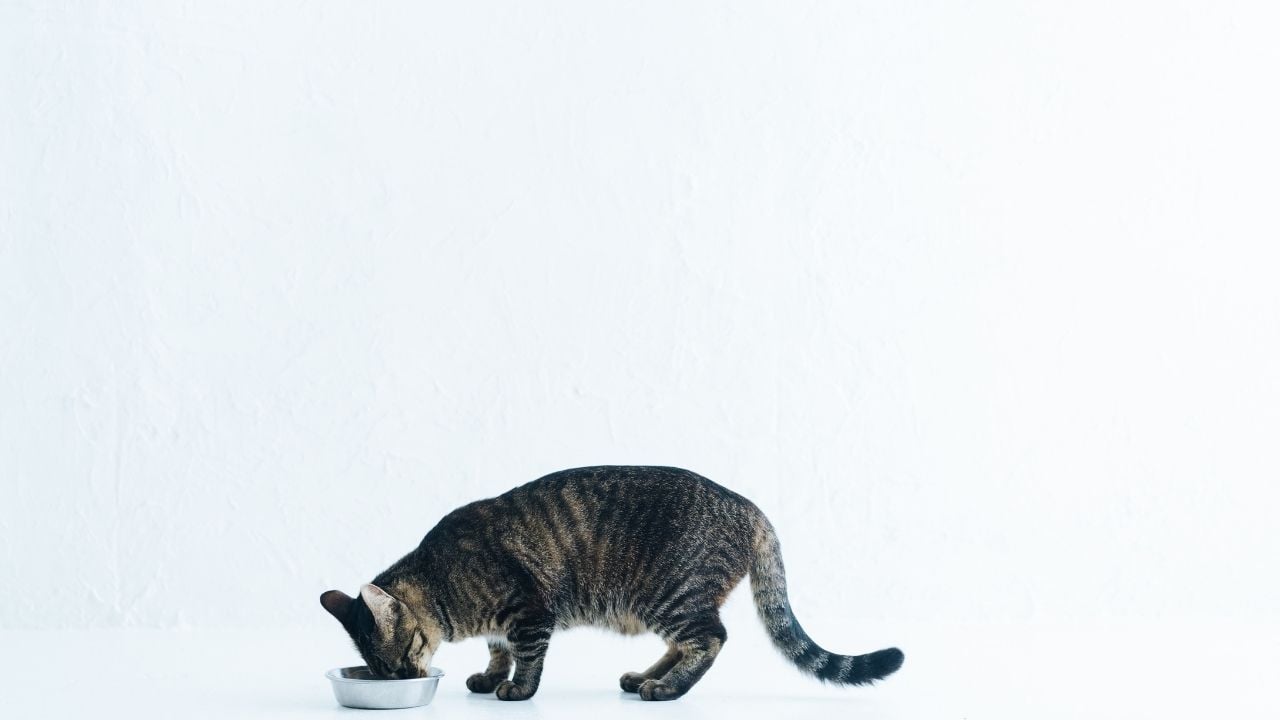kedi mama yiyor