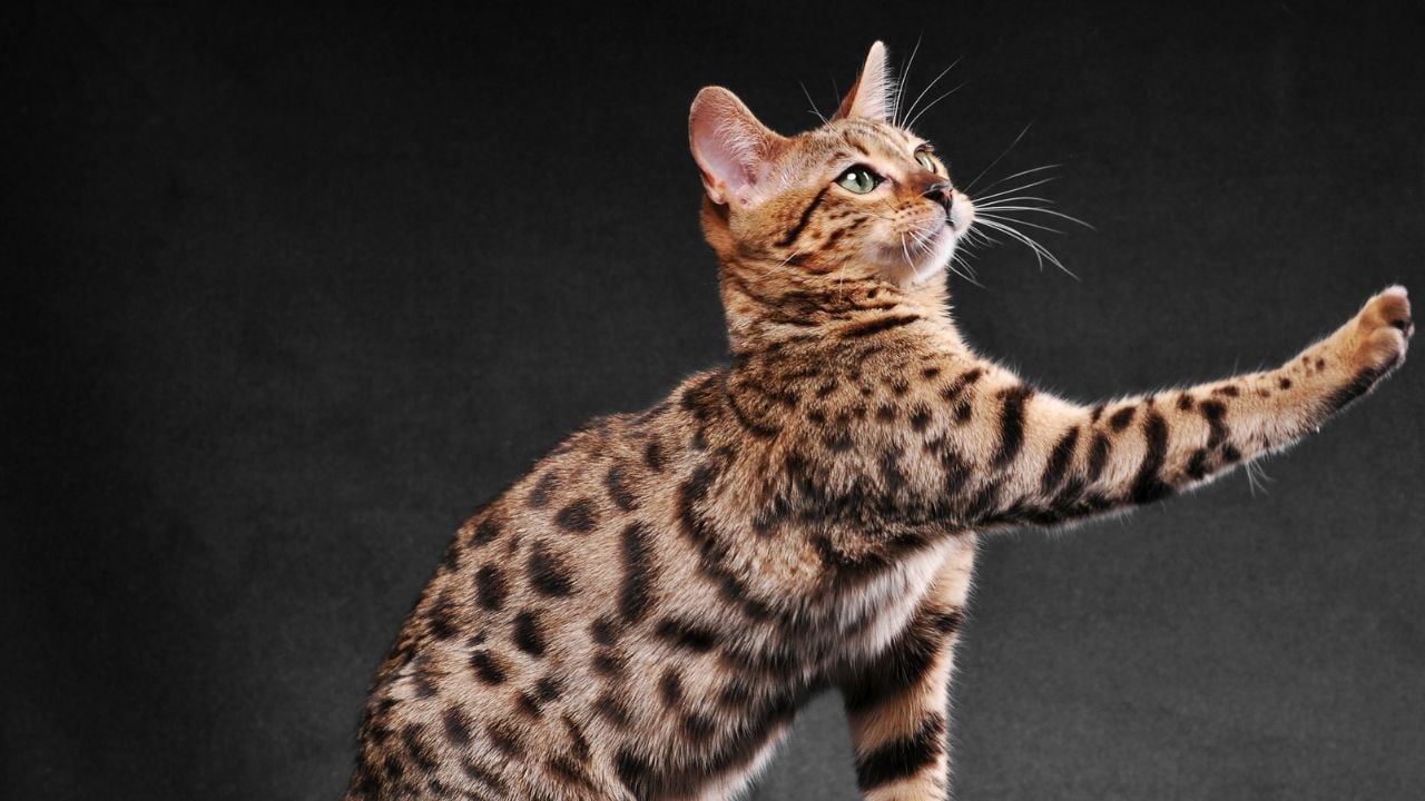 Bengal Kedisi