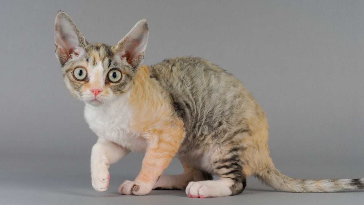 Devon Rex