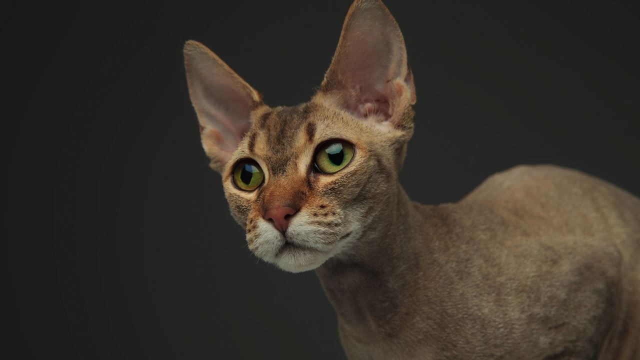 Peterbald Kedisi