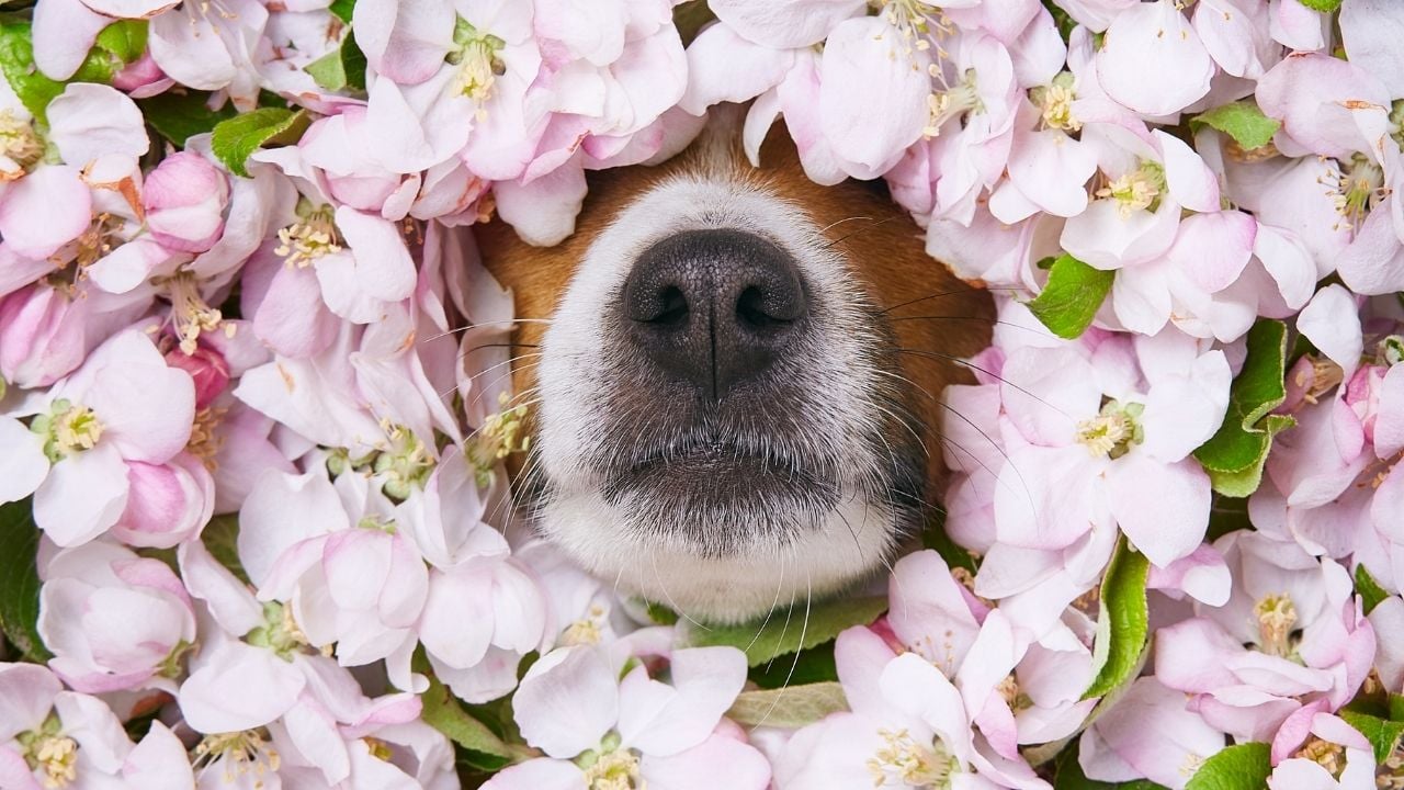 çiçekler arasında bir köpek