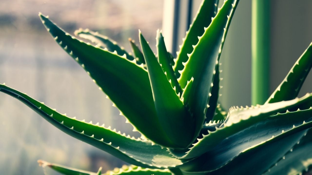 Aloe Vera bitkisi
