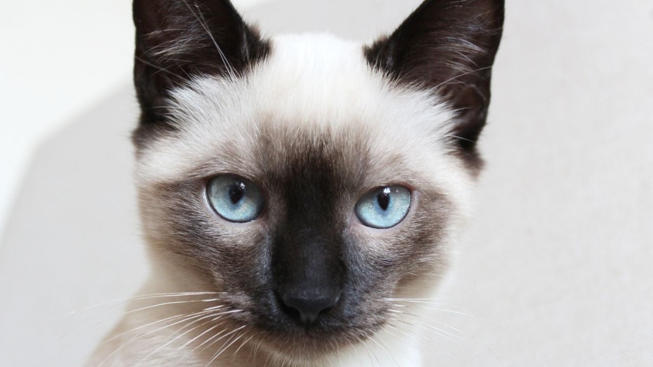 mavi gözlü bir kedi