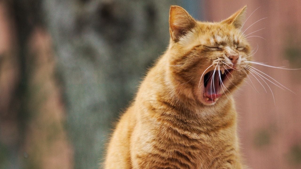 sarı kedi ağzı açık duruyor