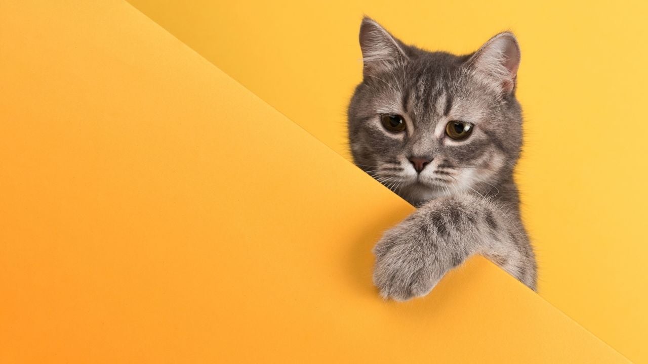 sarı bir arka planda tekir kedi
