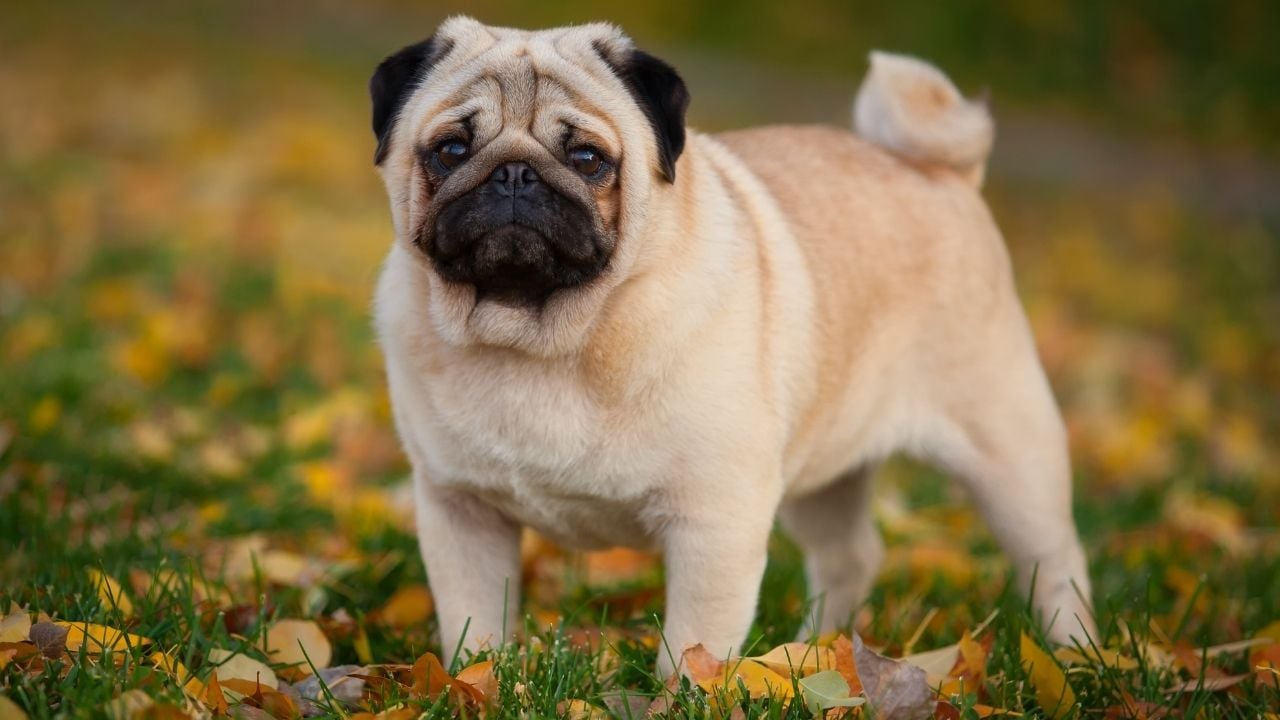 sevimli bir bulldog
