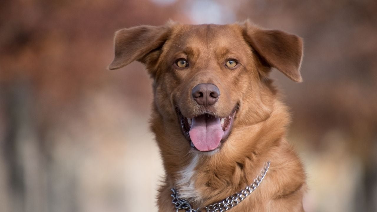kahverengi güzel bir köpek