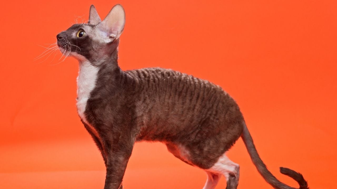 Cornish Rex kedi cinsi