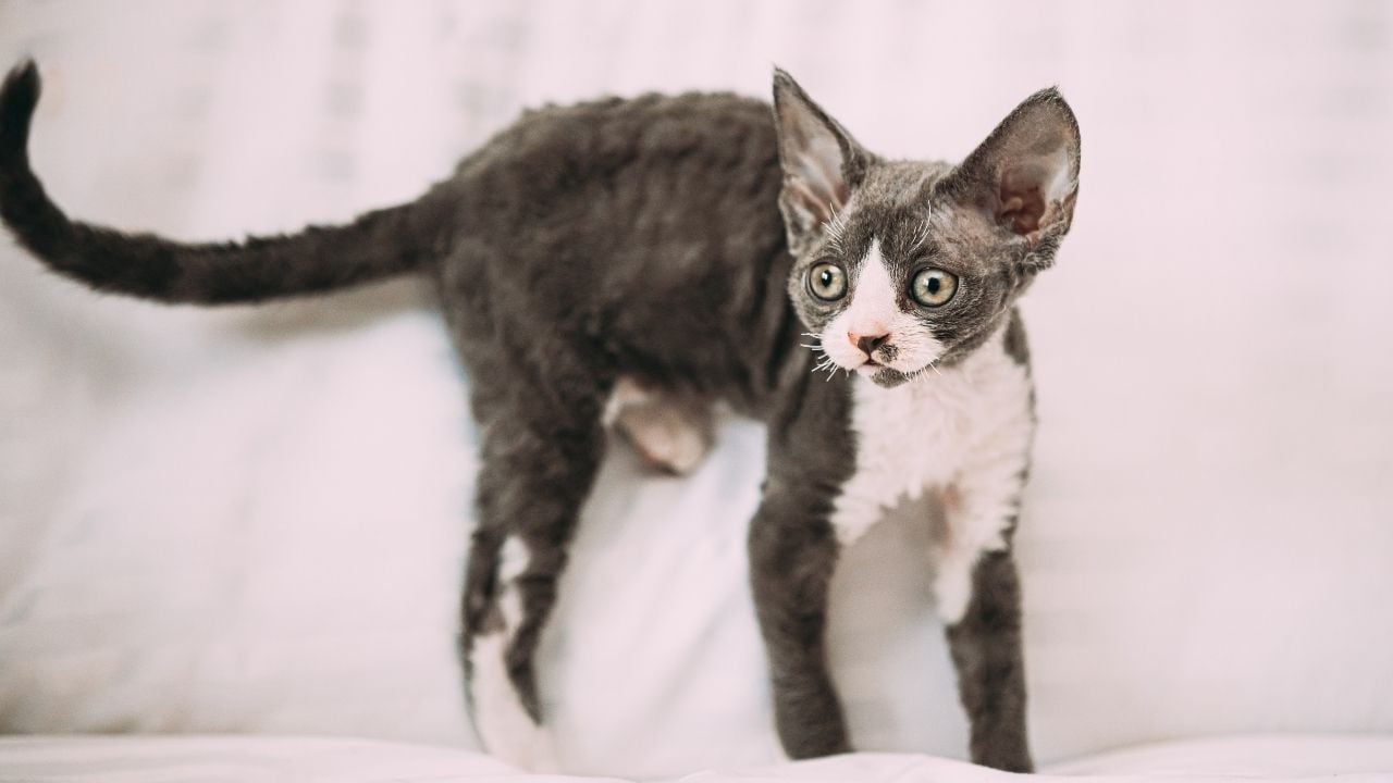 Devon Rex kedi cinsi