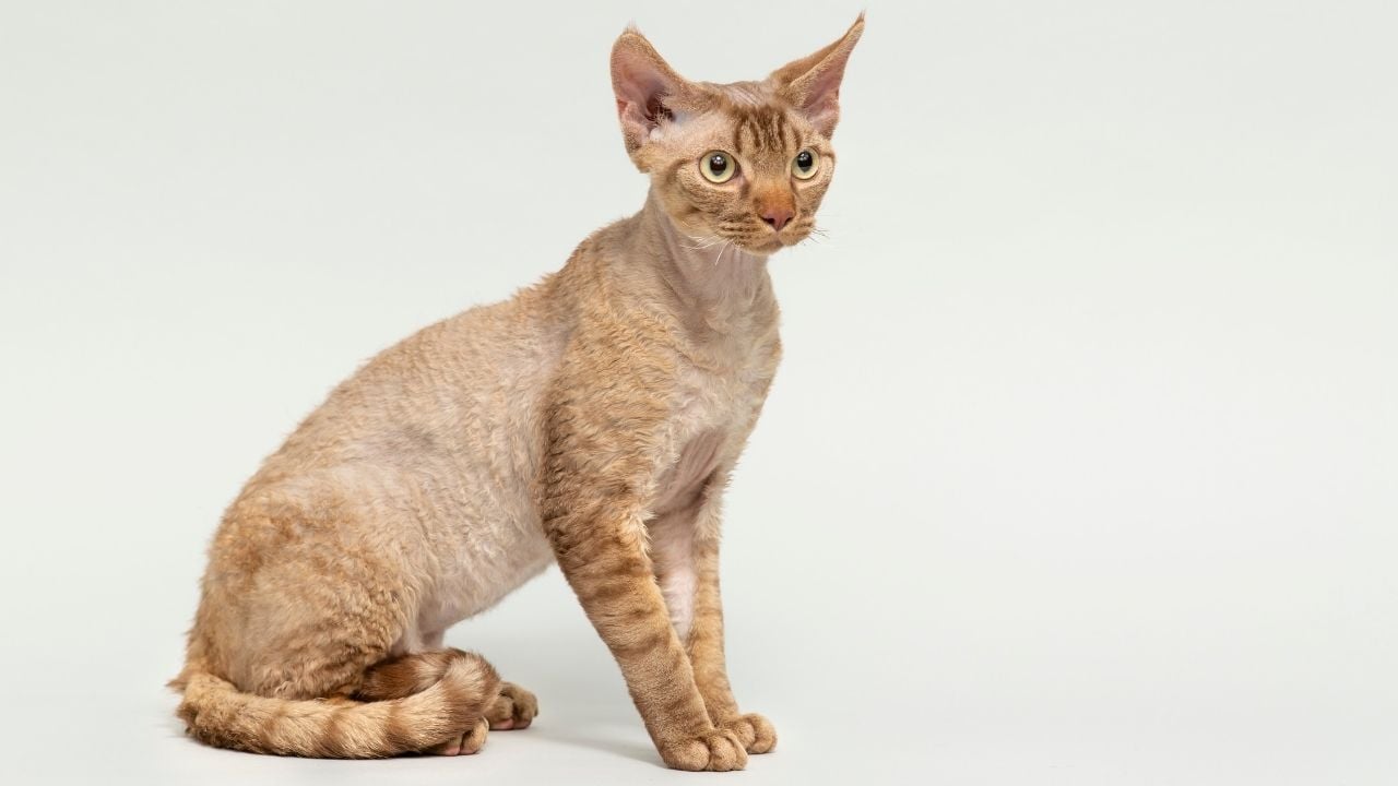 German Rex (Alman Rex kedisi)